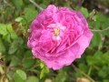 rosa, belle de crecy, museo della rosa antica